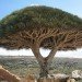 Socotra Dragon Tree, Dracaena cinnabari, dragon's blood tree