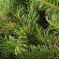 spruce pine tree