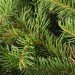 branches_spruce_pine_tree spruce pine tree