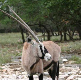 arabian oryx arabian oryx