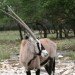 arabian oryx