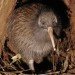 tetuatahianui male kiwi bird maungatautari ecological island trust tetuatahianui, male kiwi bird