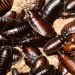 cockroaches
