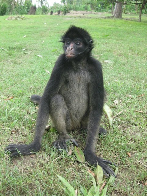 cacao spider monkey