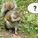 squirrel caption
