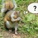 squirrel caption