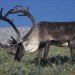 caribou reindeer grazing