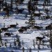 caribou running