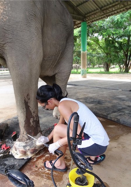 elephant veterinary care feet elephant veterinary care feet