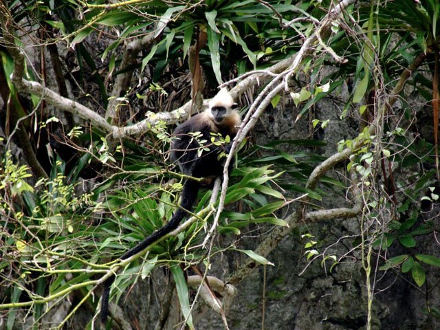 cat_ba_langur_vietnam cat ba langur vietnam