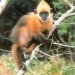 vietnam_cat_ba_langur vietnam cat ba langur