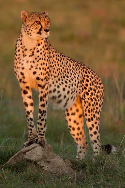 cheetah