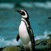 magellanic penguin magdalena island chile magellanic penguin magdalena island chile