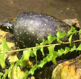 clemmys_guttata spotted turtle