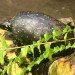 clemmys_guttata spotted turtle