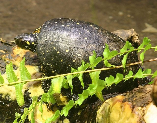 clemmys_guttata spotted turtle