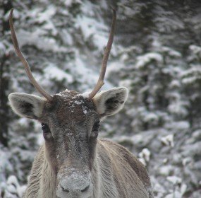 Caribou Caribou