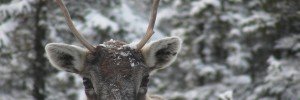 Caribou