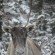 Caribou