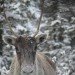 Caribou