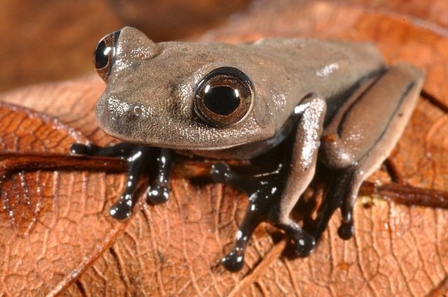 cocoa_frog