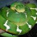 Emerald Tree Boa, green, snake, branch, Corallus caninus, stripes,