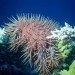 crown of thorns starfish
