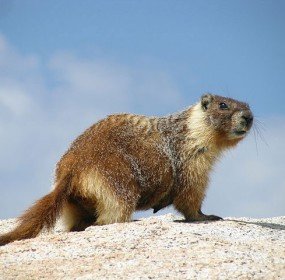 marmota_flaviventris_davefoc yellow-bellied marmot, animal,