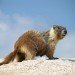 yellow-bellied marmot, animal,