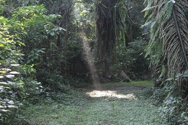 Open path in a dense jungle