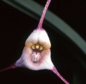 dracula_sergioi_orchi Dracula sergioi, orchid