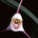 Dracula sergioi, orchid