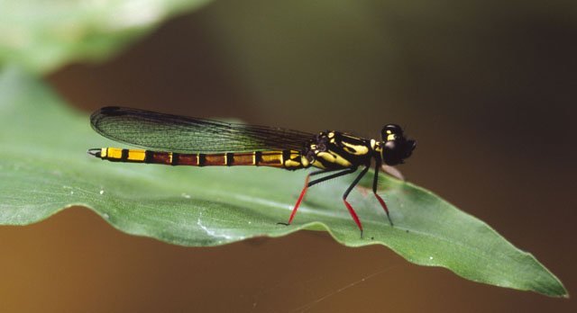 dragonfly_platycypha_eliseva_klaas_douwe_b_dijkstra dragonfly platycypha eliseva klaas