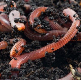 Earthworms in the earth