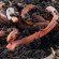 Earthworms in the earth Earthworms in the earth