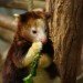dendrolagus goodfellow eating