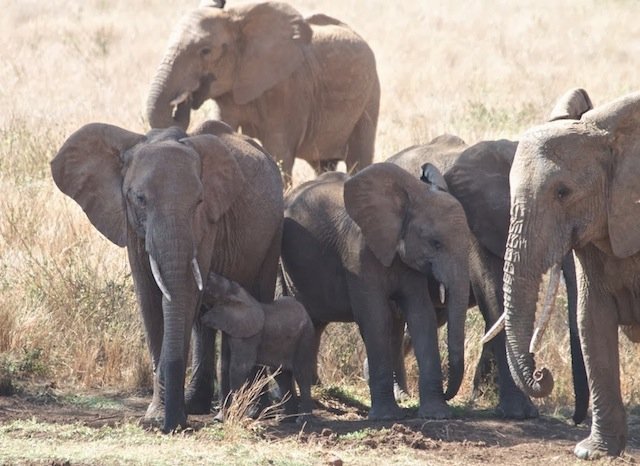 elephant family baby nursing