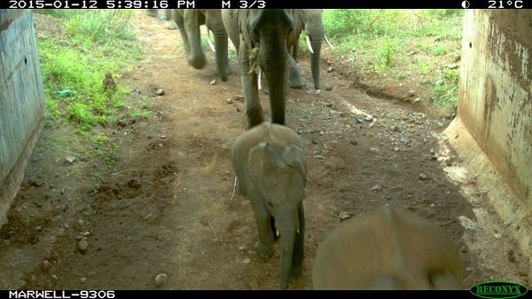 elephant_underpass_lewa