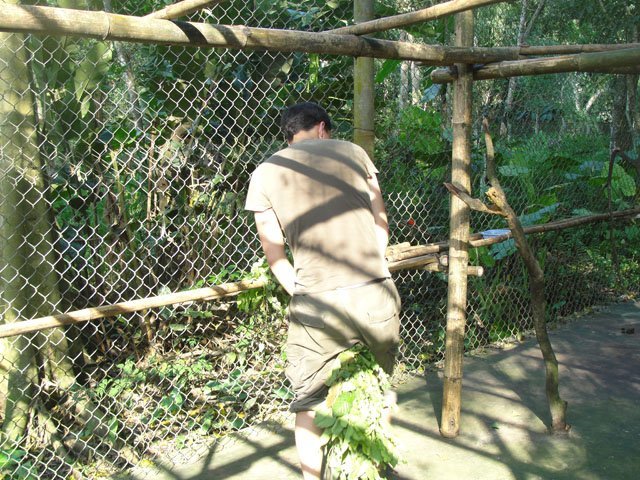 feeding_cat_ba_langur_leaves feeding cat ba langur leaves