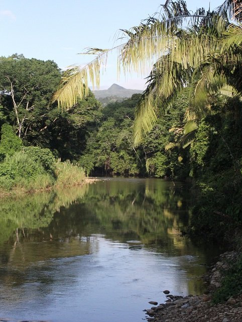Emily's field site in Belize