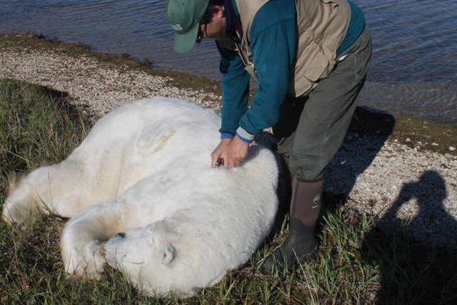 Dr. Lunn and Immobilized Polar Bear Polar Bear