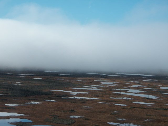 missing polar bears open land