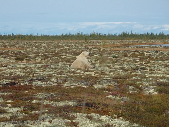 Polar bear on tundra Polar bear, tundra