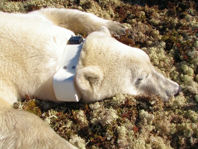 Adult female polar bear with satellite collar Polar bear, satellite collar