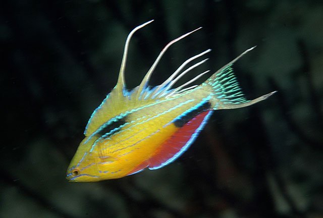 flasher_wrasse_paracheilinus_nursalim_gerald_allen Flasher wrasse Paracheilinus nursalim