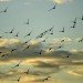 birds migrating sky