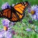 monarch butterfly, Danaus plexippus