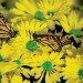 flowers_with_two_monarchs