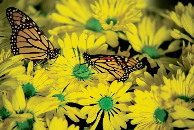 monarch_flower monarch flower