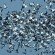 gaggle snow geese in flight North America